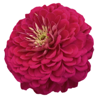 img-0: Цинния Гиганты Бенари Вайн [100 шт] - ООО «Семена Тут»