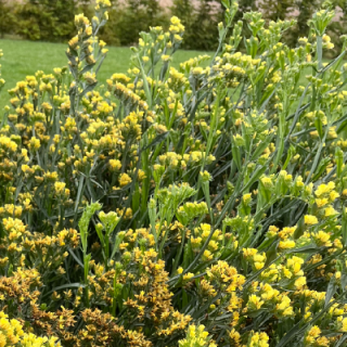 img-0: Статица Хипстер Еллоу [1000 шт] - ООО «Семена Тут»