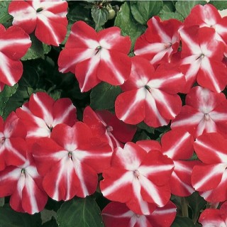 Бальзамин Акцент Ред Стар [1000 шт] - ООО «Семена Тут»