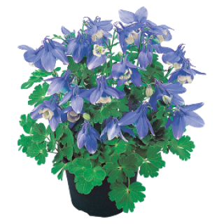 Аквилегия Камео Блю энд Вайт [100 шт] - ООО «Семена Тут»