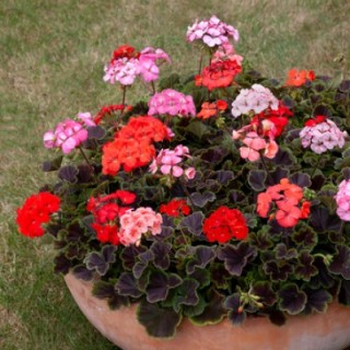 Пеларгония зональная Горизонт Шедоу Микс [1000 шт] - ООО «Семена Тут»