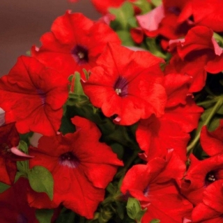 Петуния гибридная Пендолино Скарлет [50 драже] - ООО «Семена Тут»