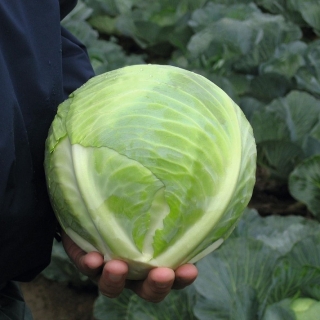 Капуста белокочанная Риэкшен F1 - ООО «Семена Тут»