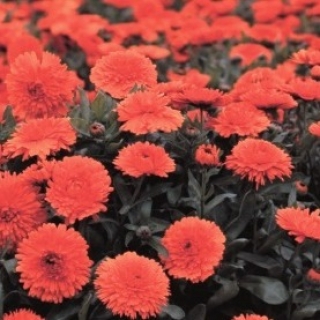 Календула махровая Ред виз блэк центр - ООО «Семена Тут»