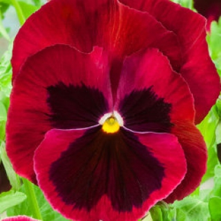 Виола крупноцветковая Экстрада Ред виз Блотч  [1000 шт] - ООО «Семена Тут»