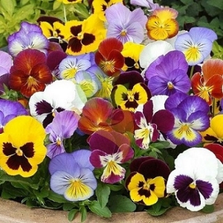 Анютины глазки Смесь сортов - ООО «Семена Тут»