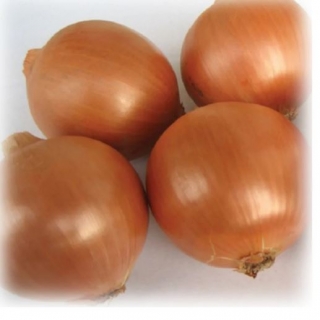 Лук репчатый Борец F1 (обраб. тирамом) - ООО «Семена Тут»