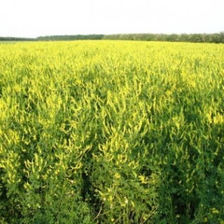 Донник желтый Альшеевский - ООО «Семена Тут»