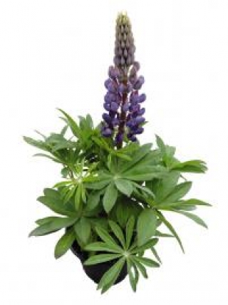 img-1: Люпин Люпини Блю Шейдес [100 шт] - ООО «Семена Тут»