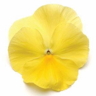 Виола крупноцветковая Матрикс Лемон [1000 шт] - ООО «Семена Тут»