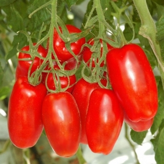 img-0: Томат Имитатор F1 - ООО «Семена Тут»