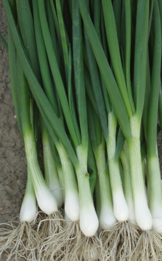 img-1: Лук на зелень Перформер - ООО «Семена Тут»