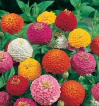 Цинния Лиллипут Смесь Окрасок - ООО «Семена Тут»