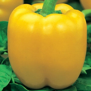 Перец Эрли Сансейшн F1 - ООО «Семена Тут»