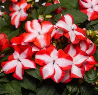 img-1: Бальзамин Акцент Премиум Оранж Стар [1000 шт] - ООО «Семена Тут»