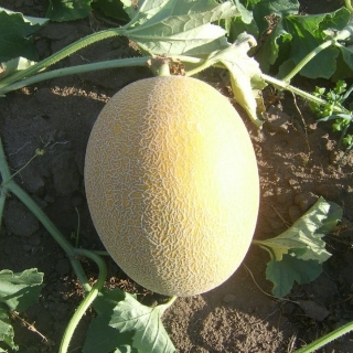 img-0: Дыня Эльдорадо - ООО «Семена Тут»