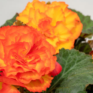 img-2: Бегония клубневая Нонстоп Флейм [1000 драже] - ООО «Семена Тут»