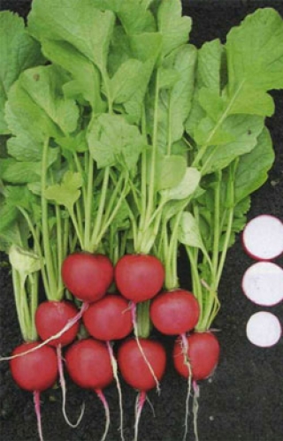 img-1: Редис Кварта - ООО «Семена Тут»