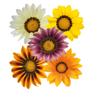 img-1: Газания Зени F1 Микс [50 шт] - ООО «Семена Тут»