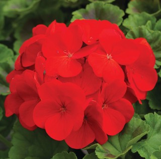 img-0: Пеларгония зональная Пинто Премиум Оранж [1000 шт] (инкруст. семена) - ООО «Семена Тут»