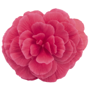 img-0: Бегония клубневая Нонстоп Мокка Лайт Пинк Шейдес [500 драже] - ООО «Семена Тут»