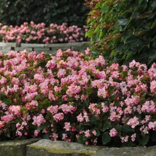 img-1: Бегония гибридная Бэби Винг Пинк [100 драже] - ООО «Семена Тут»