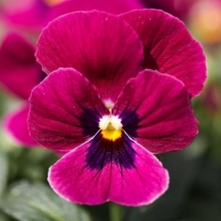 Виола рогатая Сорбет ИксПи Кармин Роуз [100 шт] - ООО «Семена Тут»