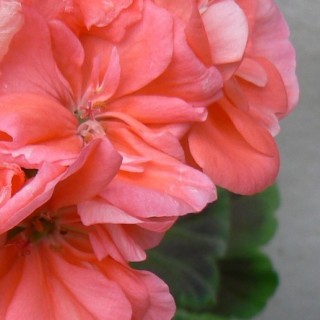 Пеларгония зональная Блэк Вельвет Сальмон [1000 шт] - ООО «Семена Тут»