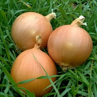 Лук репчатый Саманта F1 - ООО «Семена Тут»