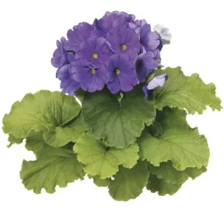 img-1: Примула обконика Либре Дип Блю [1000 шт] - ООО «Семена Тут»