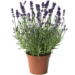 img-1: Лаванда Блю Сцент Эрли [100 шт] - ООО «Семена Тут»