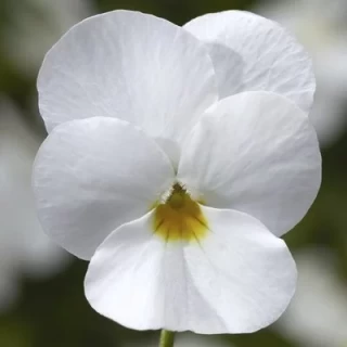 Виола рогатая Эндурио F1 Вайт [1000 шт] - ООО «Семена Тут»