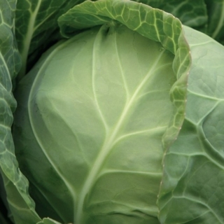 Капуста белокочанная Миррор F1 - ООО «Семена Тут»