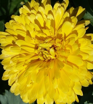 Календула пацифик Бьюти лемон - ООО «Семена Тут»