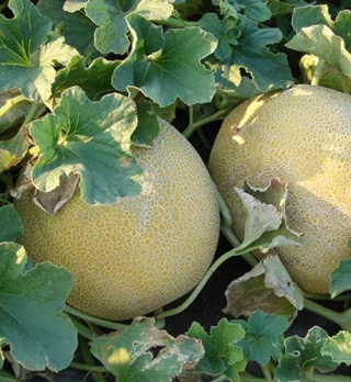 Дыня Трейси F1 - ООО «Семена Тут»