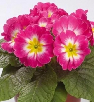 img-1: Примула Данова Биколор Роуз энд Вайт [1000 шт] - ООО «Семена Тут»