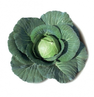 img-0: Капуста белокочанная Элиза F1 - ООО «Семена Тут»