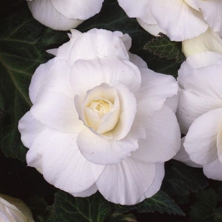 Бегония клубневая Америгибрид Роузформ Вайт [100 драже] - ООО «Семена Тут»