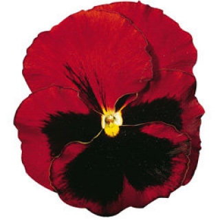 Виола крупноцветковая Колоссус Ред виз Блотч [1000 шт] - ООО «Семена Тут»