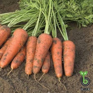 Морковь Белградо F1 (фракция: 1,6-1,8 мм) - ООО «Семена Тут»