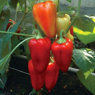 img-0: Перец Князь серебряный - ООО «Семена Тут»