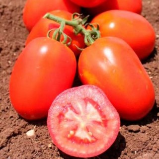 Томат Галилея F1 - ООО «Семена Тут»