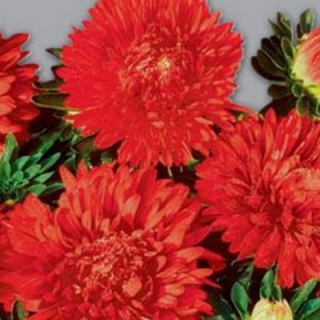 Астра низкорослая Красный ковер - ООО «Семена Тут»