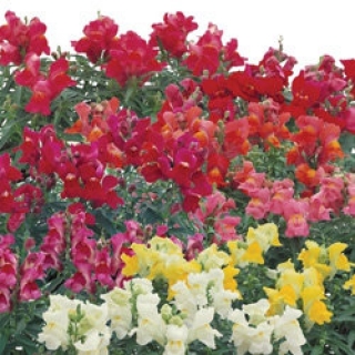 Львиный зев Флорал Шауэрс Микс [1000 шт] - ООО «Семена Тут»