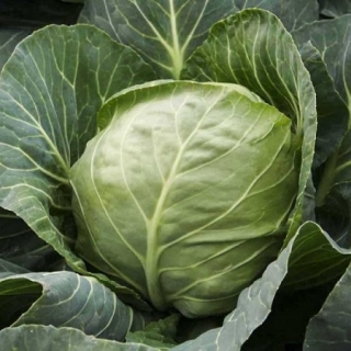 Капуста белокочанная Графиня F1 - ООО «Семена Тут»