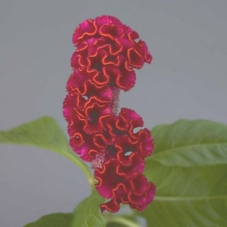 Целозия гребенчатая Нео Ред [1000 шт] - ООО «Семена Тут»