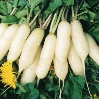 Редис Осенний гигант (фракция 3,0-4,0 мм) - ООО «Семена Тут»