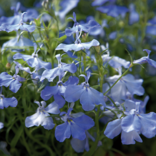 Лобелия прямостоячая Палас Скай Блю [50 м/драже] - ООО «Семена Тут»