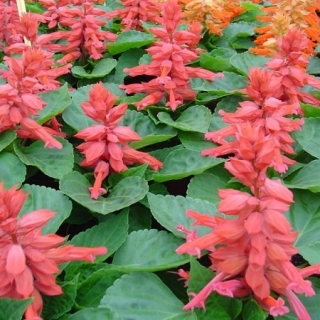 Сальвия Редди Пинк [5000 шт] - ООО «Семена Тут»