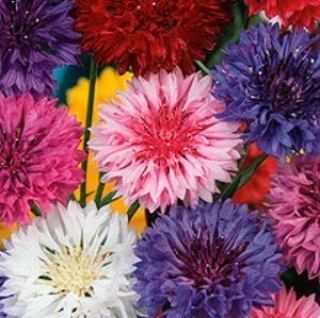 Василек низкорослый Полька Дот - ООО «Семена Тут»